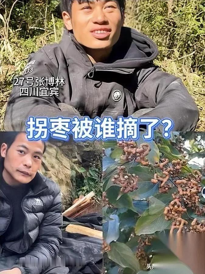 七星山的拐枣，全没了？林北早盯着那几棵树，现在只剩光杆儿；刀疤哥一听就笑