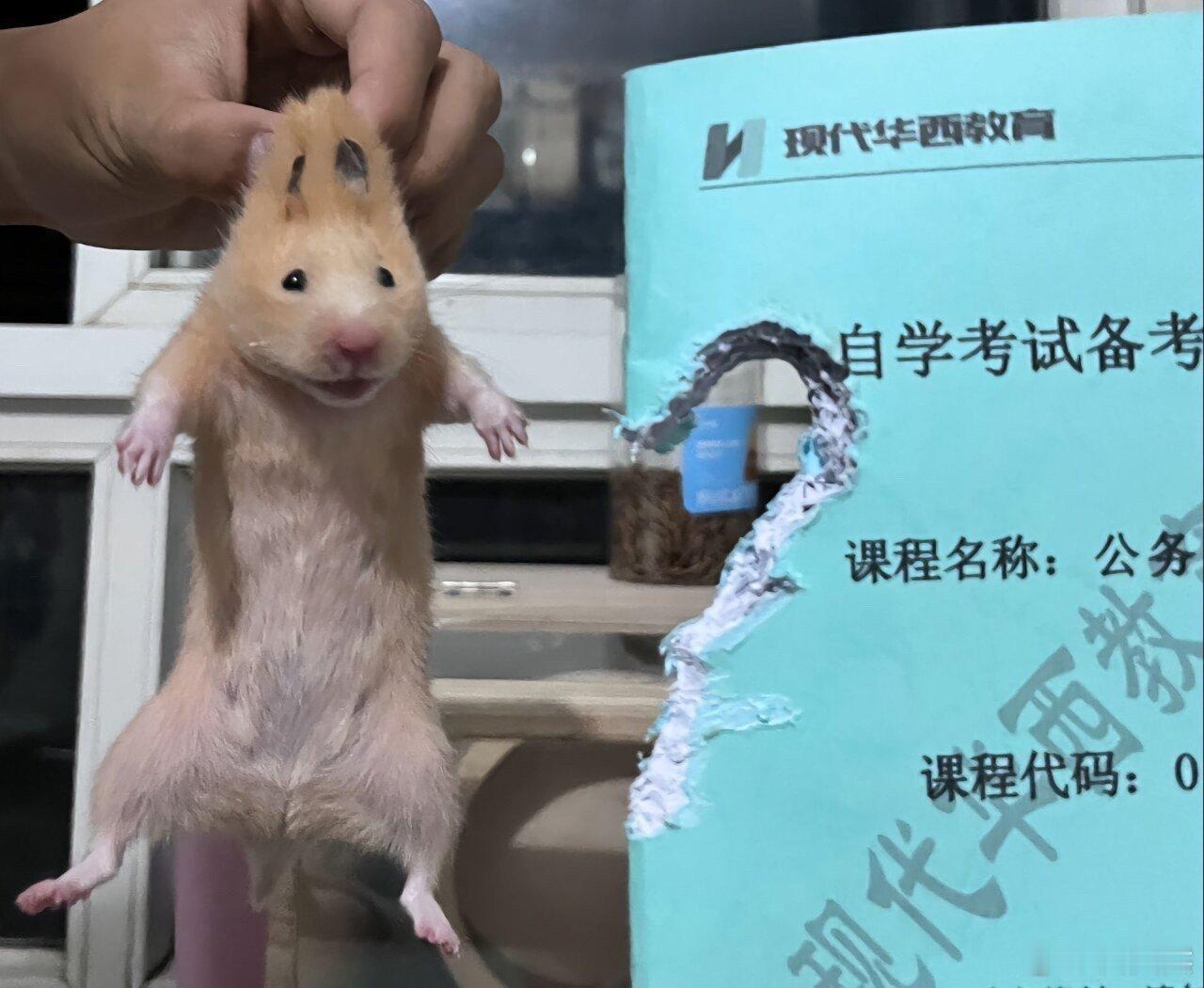 真是给我气笑了😅你可真是妈妈的好大儿😅！！！​​​