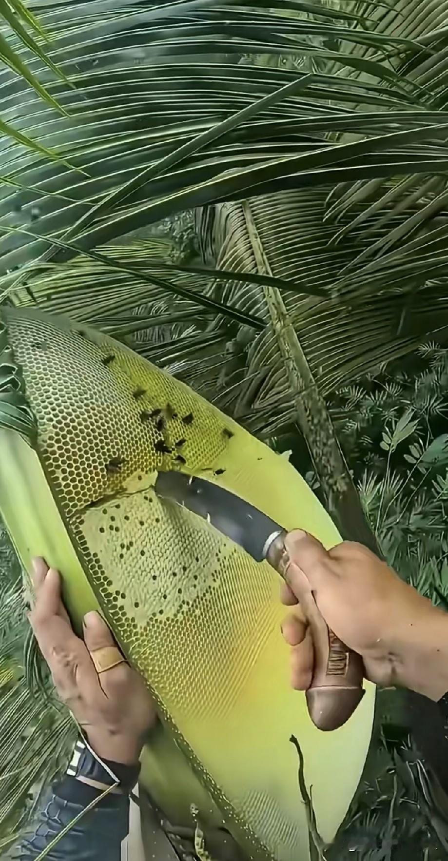 这种蜂蜜没见过吧，绿色的