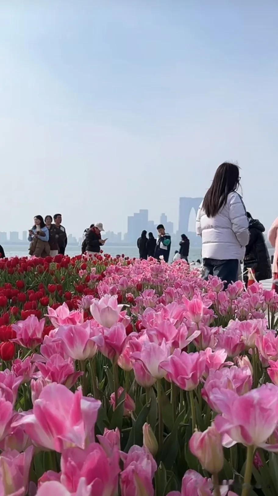 春日花海漫步，感受大自然的美好！🌸🌸春季赏花游看景赏花的心情