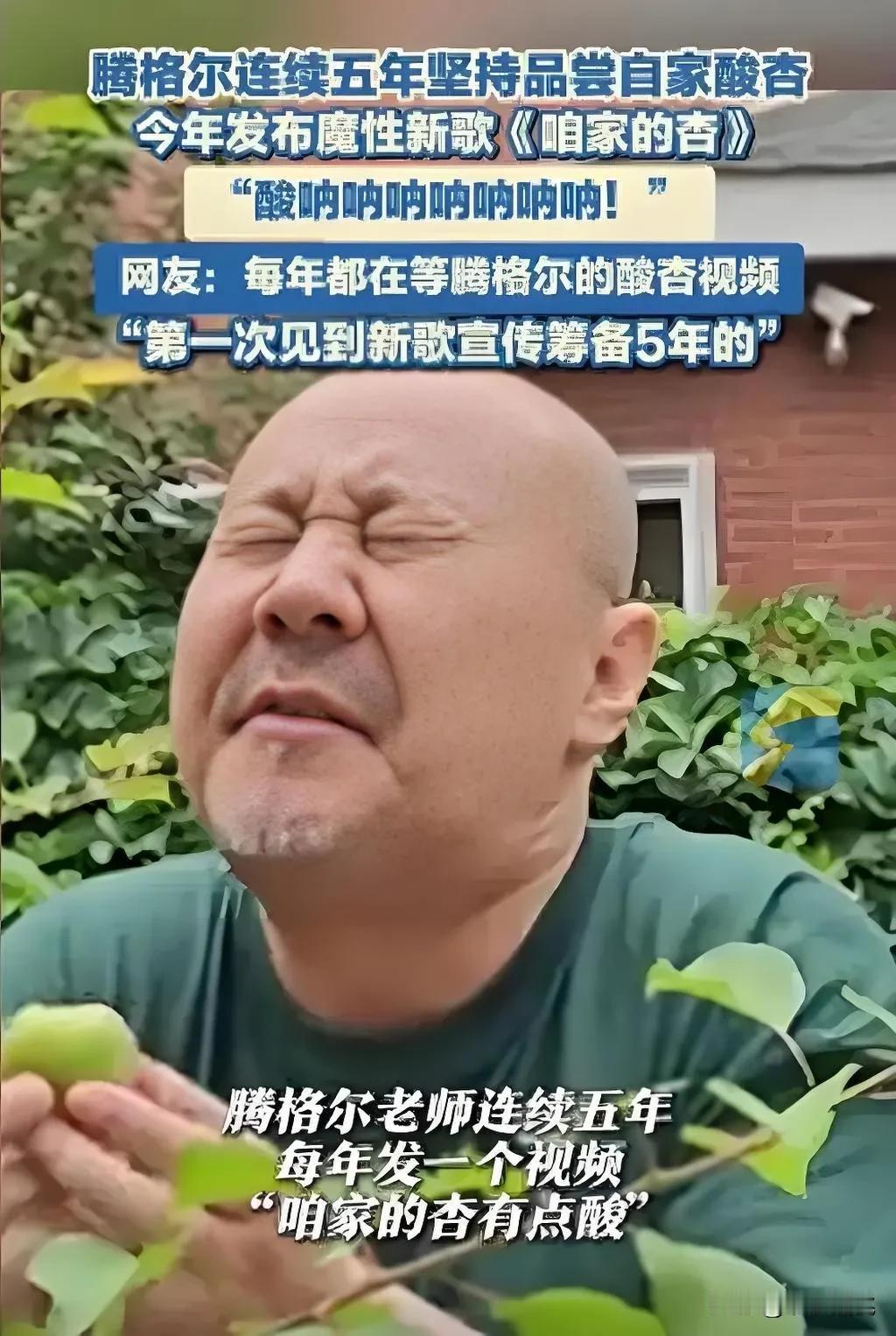 《咱家的杏》，听着就流口水。腾格尔连续五年尝自家的杏，万一被人挖了，不知道会