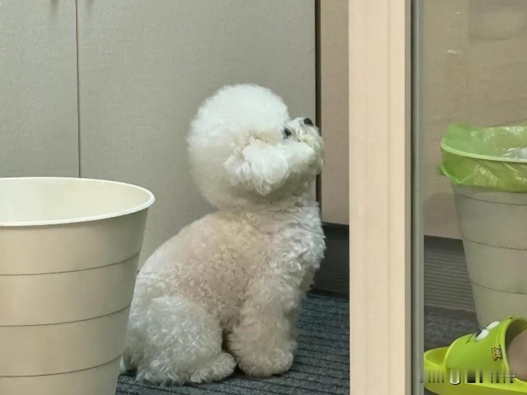 宠物狗做了绝育后一直躲在洗手间不出来，真是养不下去了。这只比熊长大后老是喜欢溜
