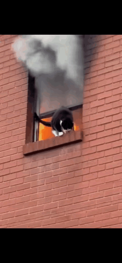 我的妈呀！这房子着火冒黑烟，屋里的小猫可急坏了。火越烧越大，猫妈妈叼着自己的小