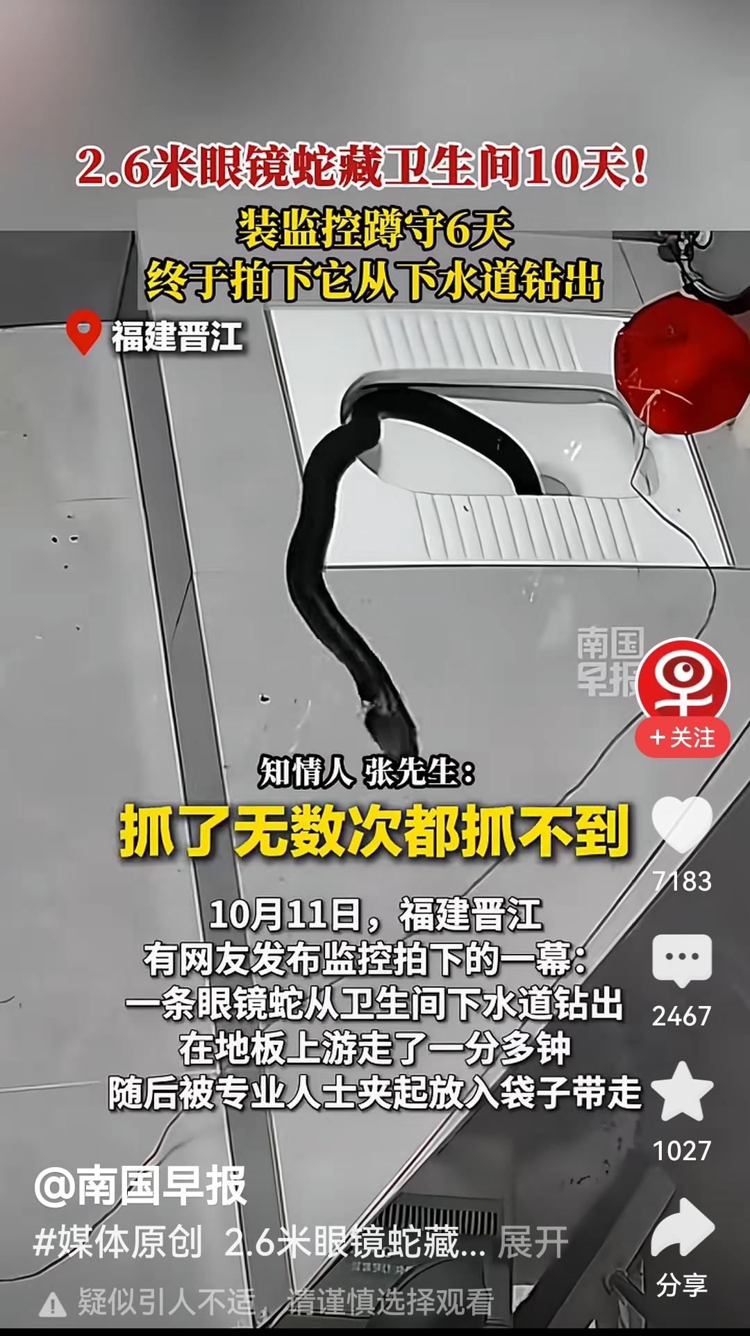 头皮发麻！10月13日报道，福建晋江，一条2.6米长的眼镜蛇竟把卫生间蹲坑当成了