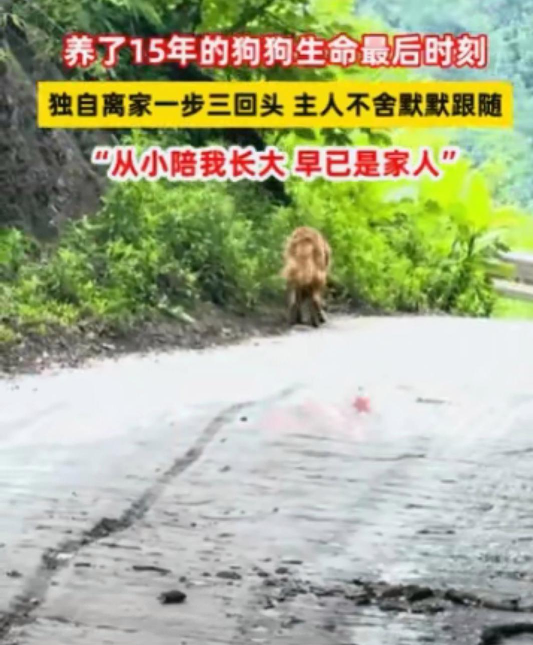万物皆有灵！5月27日报道，四川宜宾，一条养了十五年的老狗察觉到自己时日无多，悄