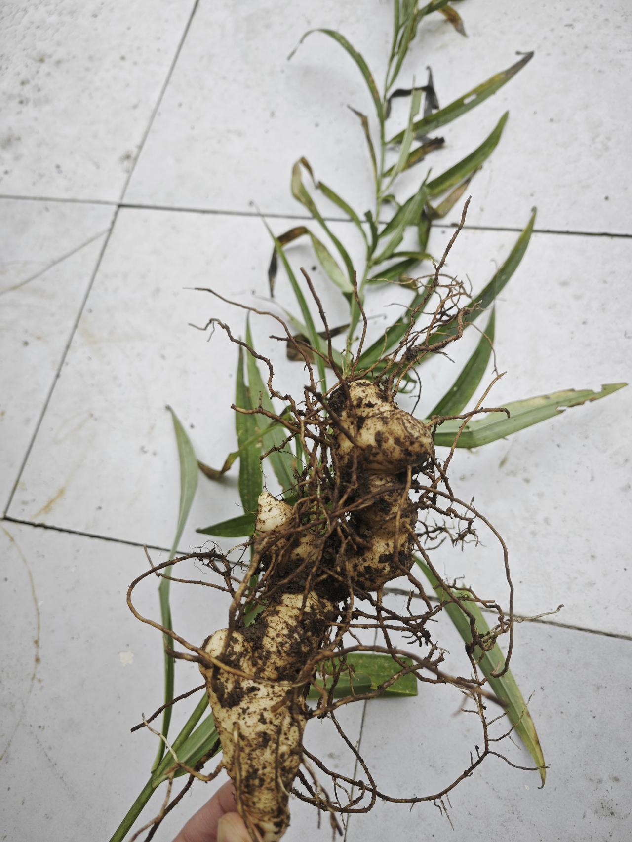 挖一株这个违法吗？[吃瓜]