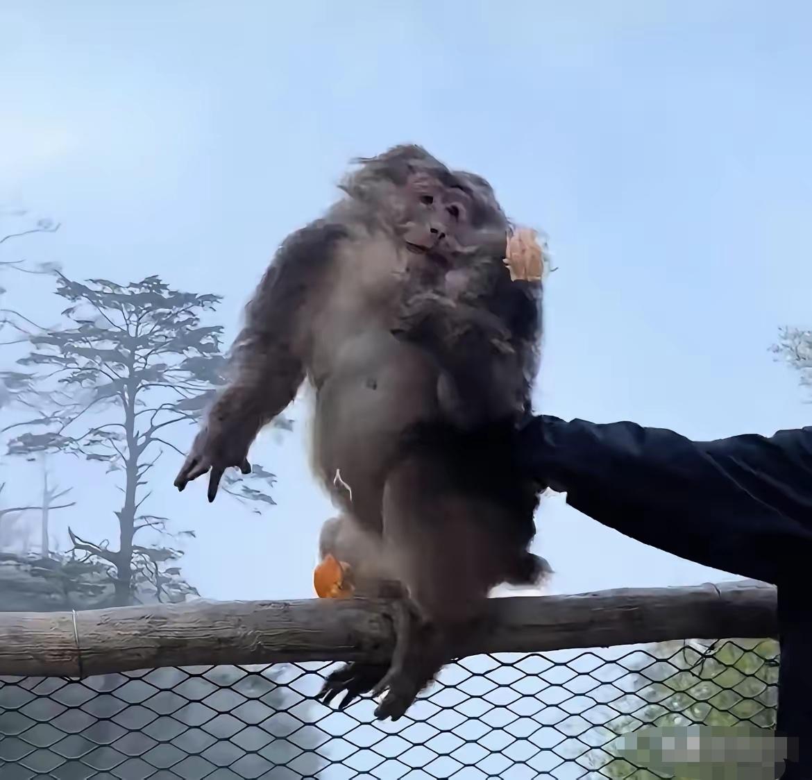 峨眉山那只被推下悬崖的猴子，后来怎么样了？视频我看了三遍。那个男人悄悄靠近，