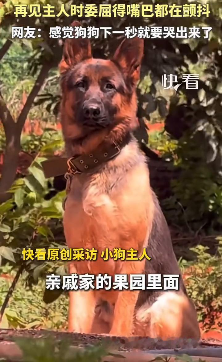 再见主人时委屈得嘴巴都在颤抖。网友：感觉狗狗下一秒就要哭出来了。快看原创采访小