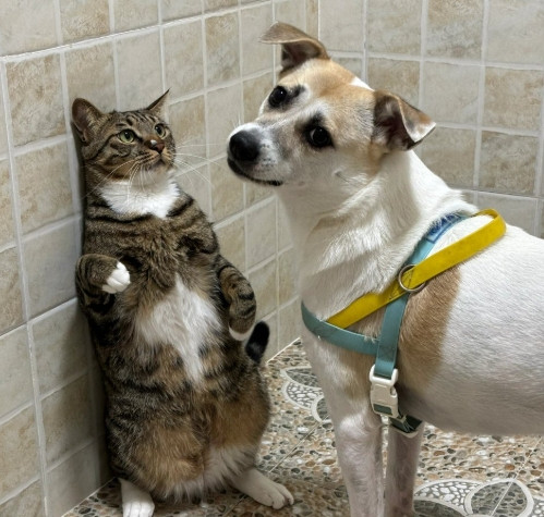 猫狗“争宠大战”：每天都是现场综艺