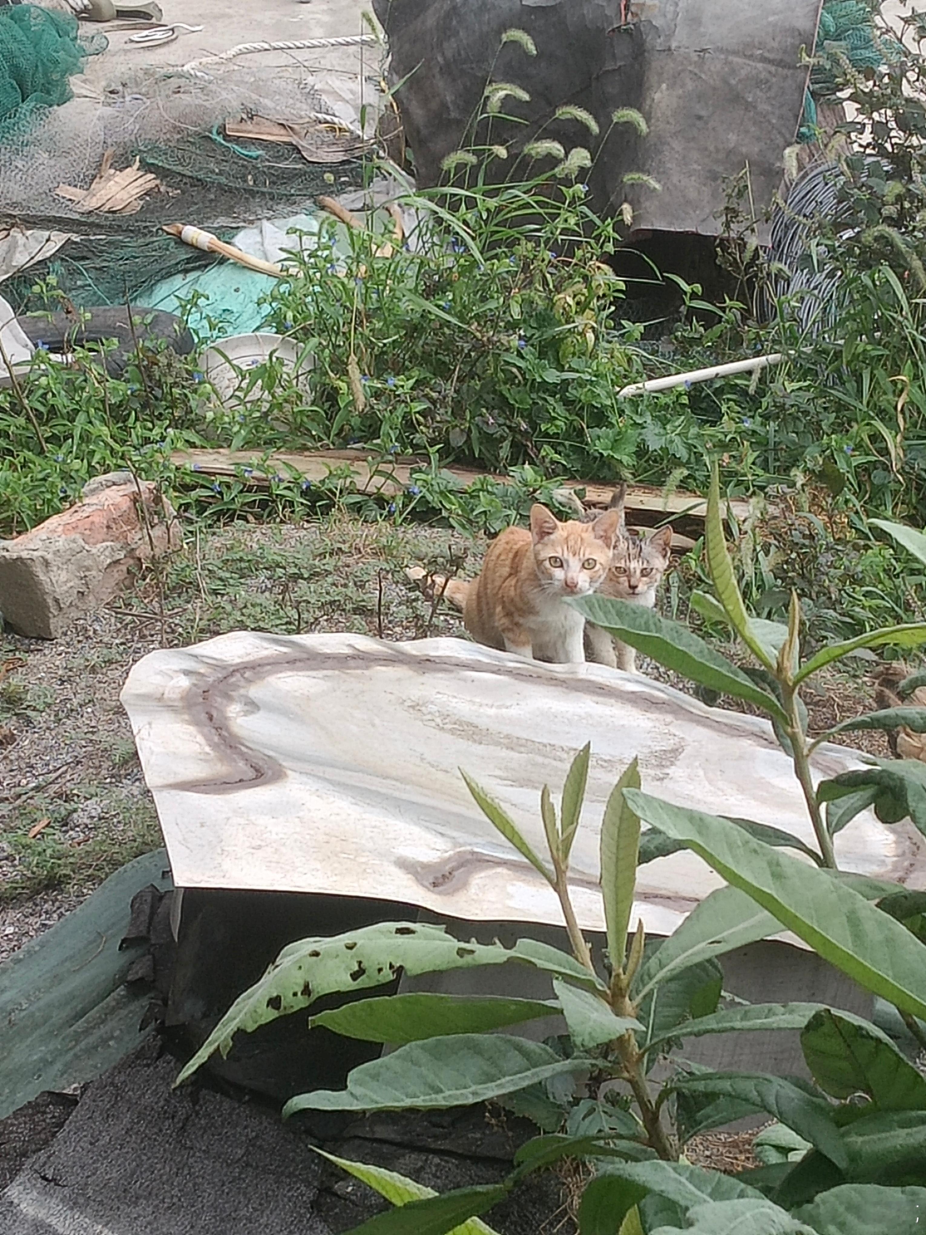 家里新来了一只灰黄色的小猫咪[大笑]​​​