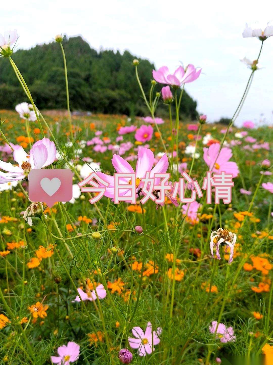 真是绝了。我花着自己的工资买菜，在厨房里呛着油烟，换来的却是免提里婆婆的一句破