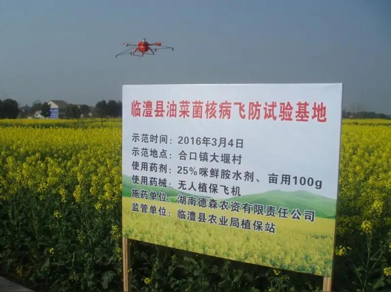 锐评：菜洒药毒死蜜蜂，岂能怪养蜂未报备！这锅不该蜂农背湖南衡阳，成片蜜蜂横