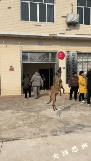 现如今，狗比人情商高！