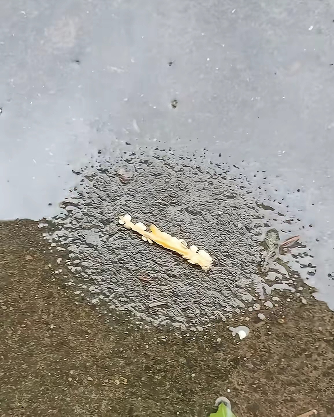 太神奇了！意外发现辣椒芯，能排周边水