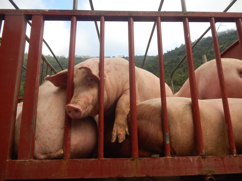 猪肉价格下跌，养殖户可太难了！青椒七块多一只，肉才六块多一斤，这差距也太离谱了。