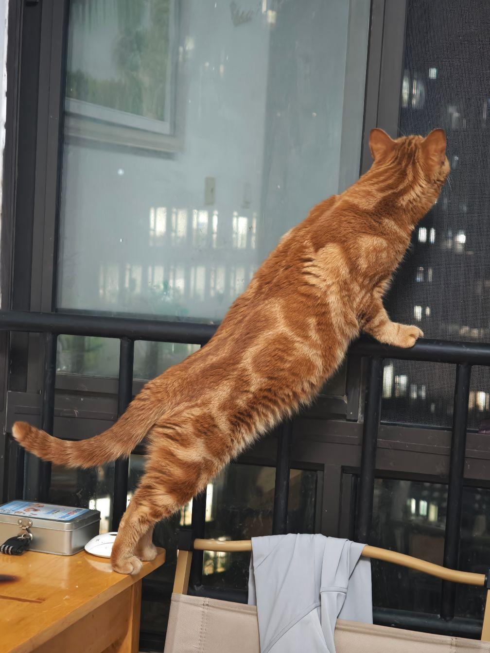 古典纹一定是最具东方美感的花纹，古典纹橘猫，神秘又霸气，没有之一～
