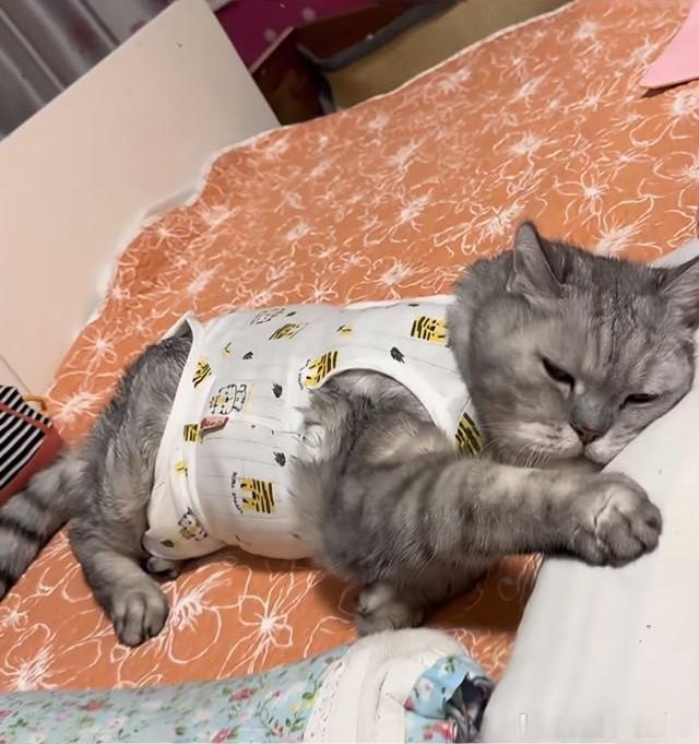 某书上有个人，她养了一只猫，今年已经28岁了。老猫走路颤颤巍巍，眼睛几乎看不见，