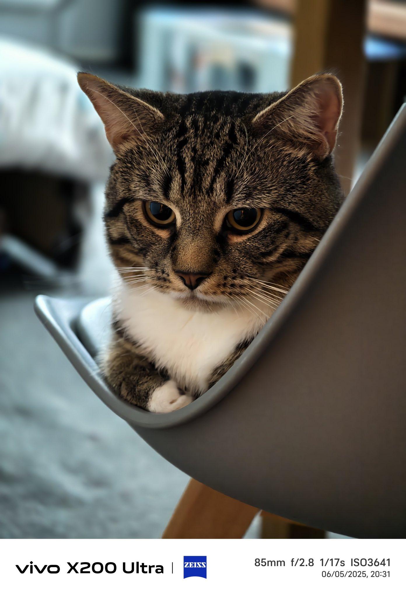 呆萌🐈来自vivoX200Ultra-Lukaszknapvivo[超话