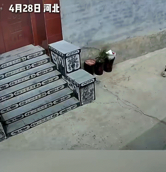 万物皆有灵性。河北，一流浪狗下狗崽后，为了不让自己的孩子像自己一样流浪，便把狗崽