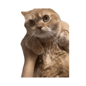 更新一波猫meme表情包