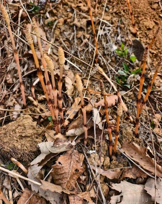 男孩爬山发现问荆草推测有黄金与AI结果高度吻合近日，辽宁大连庄河大营镇的一名8