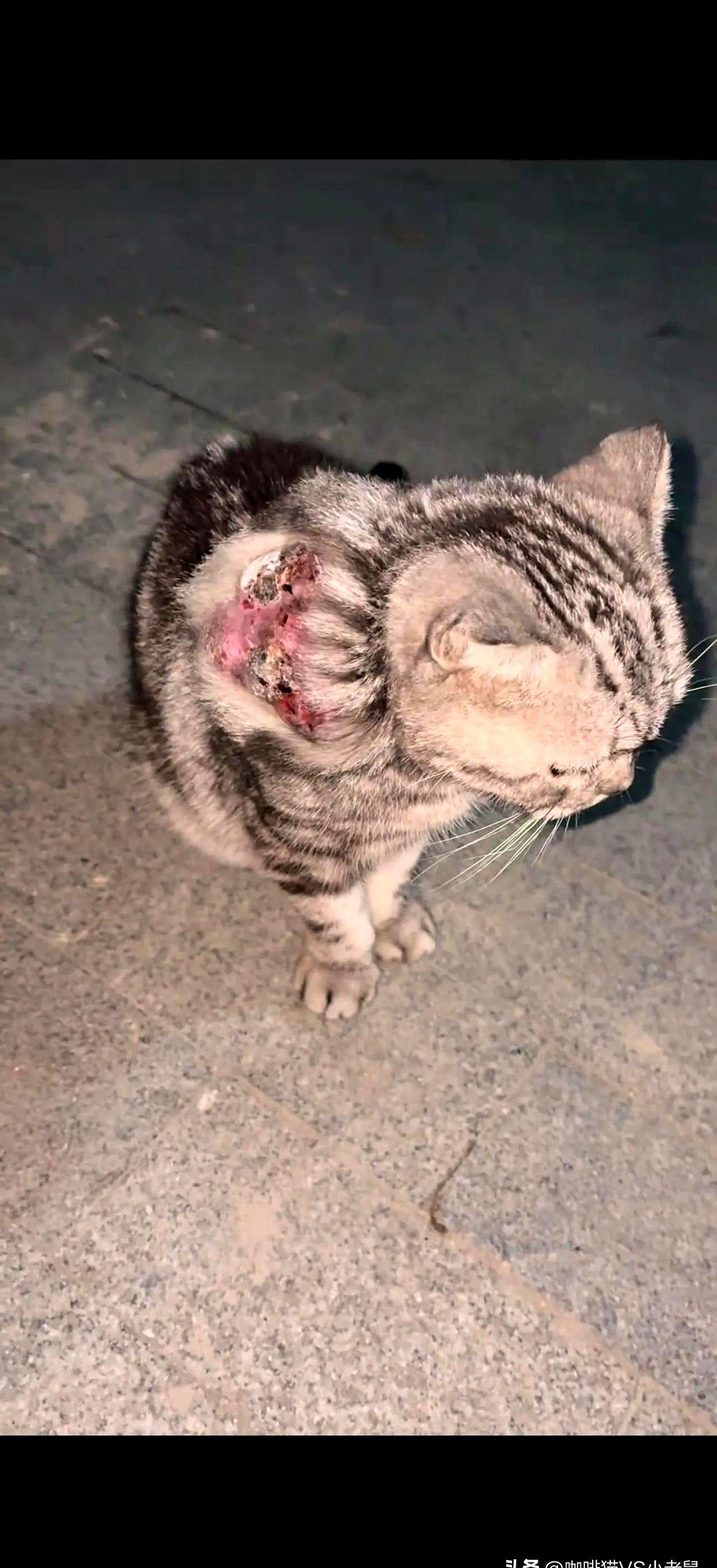 这只猫咪或许是小编有史以来见到过的最悲惨也是最可怜的一只流浪猫！经常可以见到附