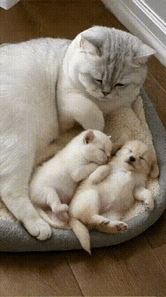 谁能想到，跨物种的母爱，竟然能温柔到这般地步！网友家里新带回了一只小狗宝宝