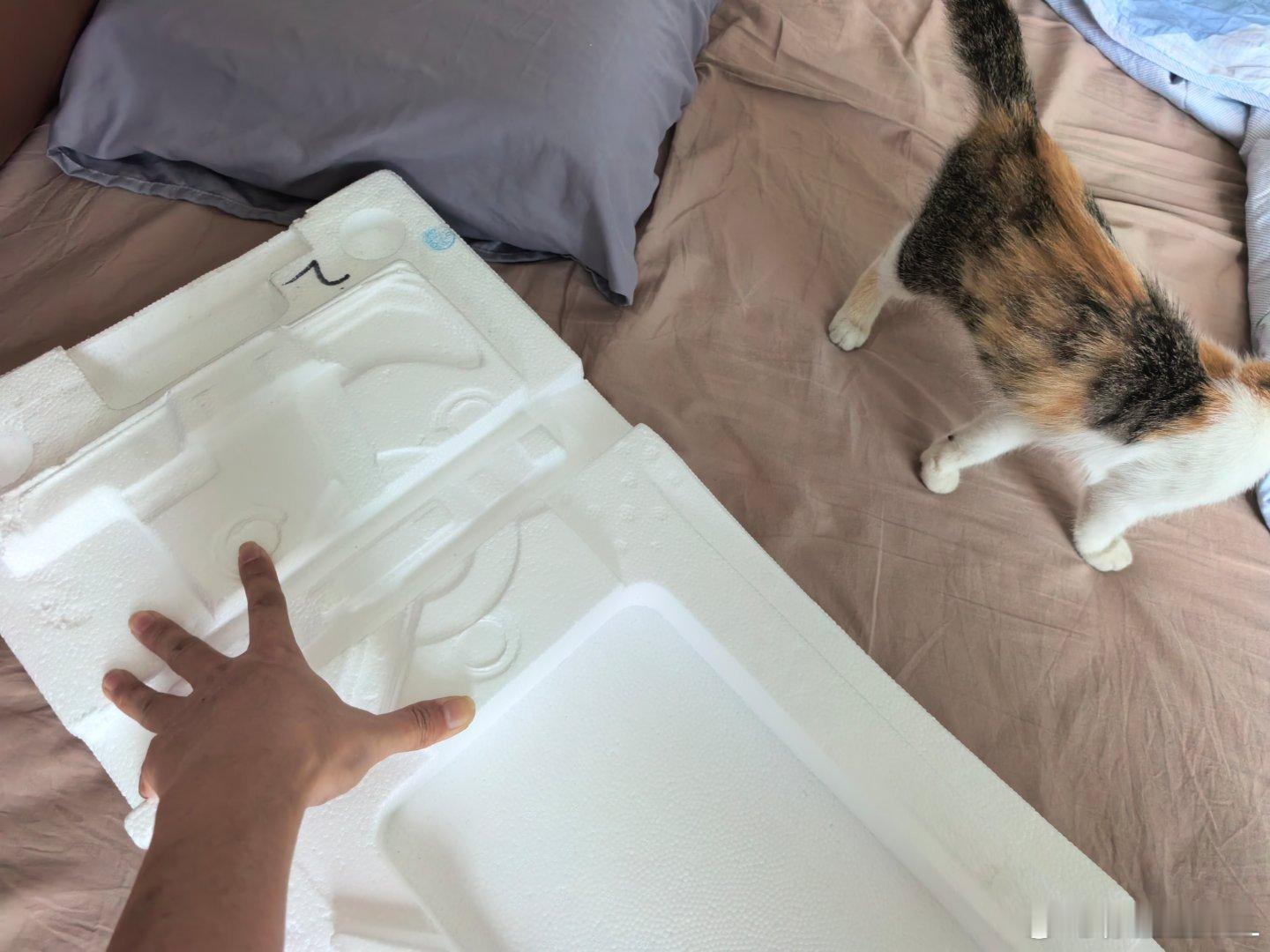 完了，完了完了完了...前天不是捡了只猫吗？昨晚就给我来了个惊吓，抓了一只大蟑螂