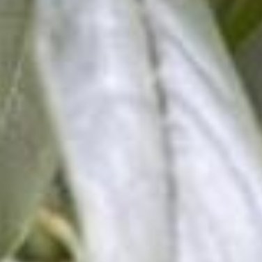 0000种植🌸‎种植文案桂花种植核心是选对位置+控好水肥，保证充足光照和排