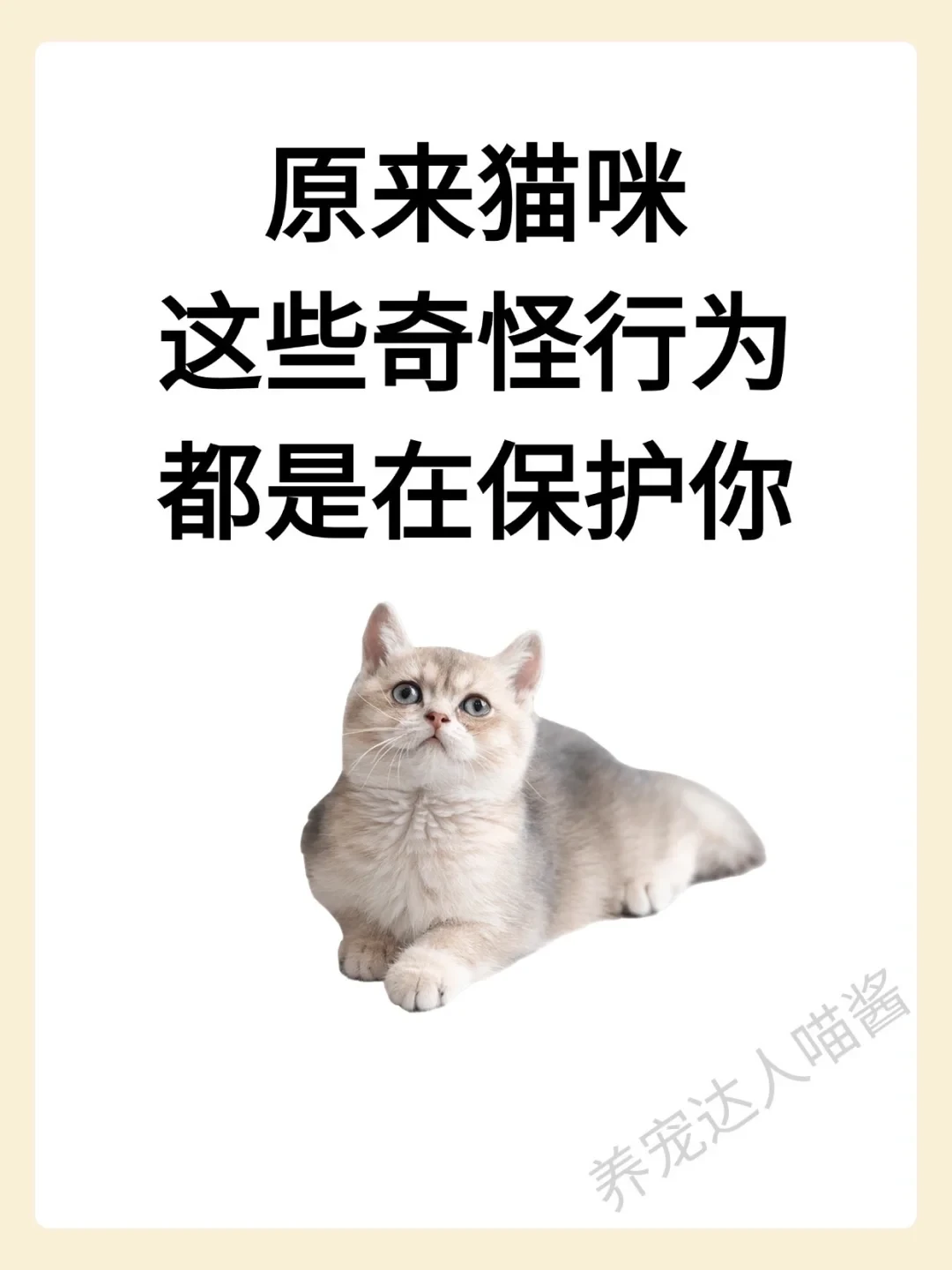 猫咪这些奇怪行为，都是在保护你