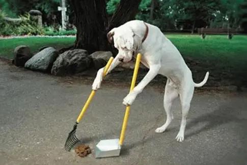 我其实蛮喜欢猫狗的，但是今天走一圈，我对某些养狗人士真的没有好印象，路边的草坪上