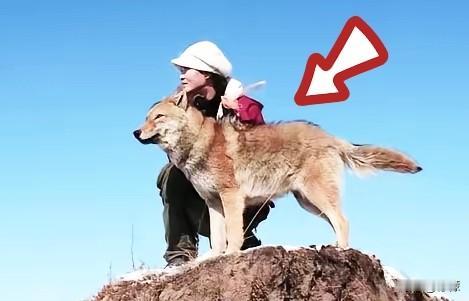 我总隐隐觉得，比起狼王格林的离世，心里最痛的未必是它的狼崽们，而是那个把它从