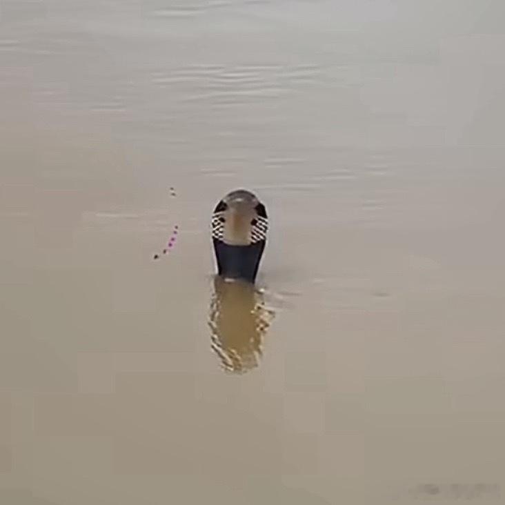 洪水致养蛇场蛇逃出有眼镜蛇广西蛇场只看图片我都起鸡皮疙瘩，洪水已经很灾难了，现
