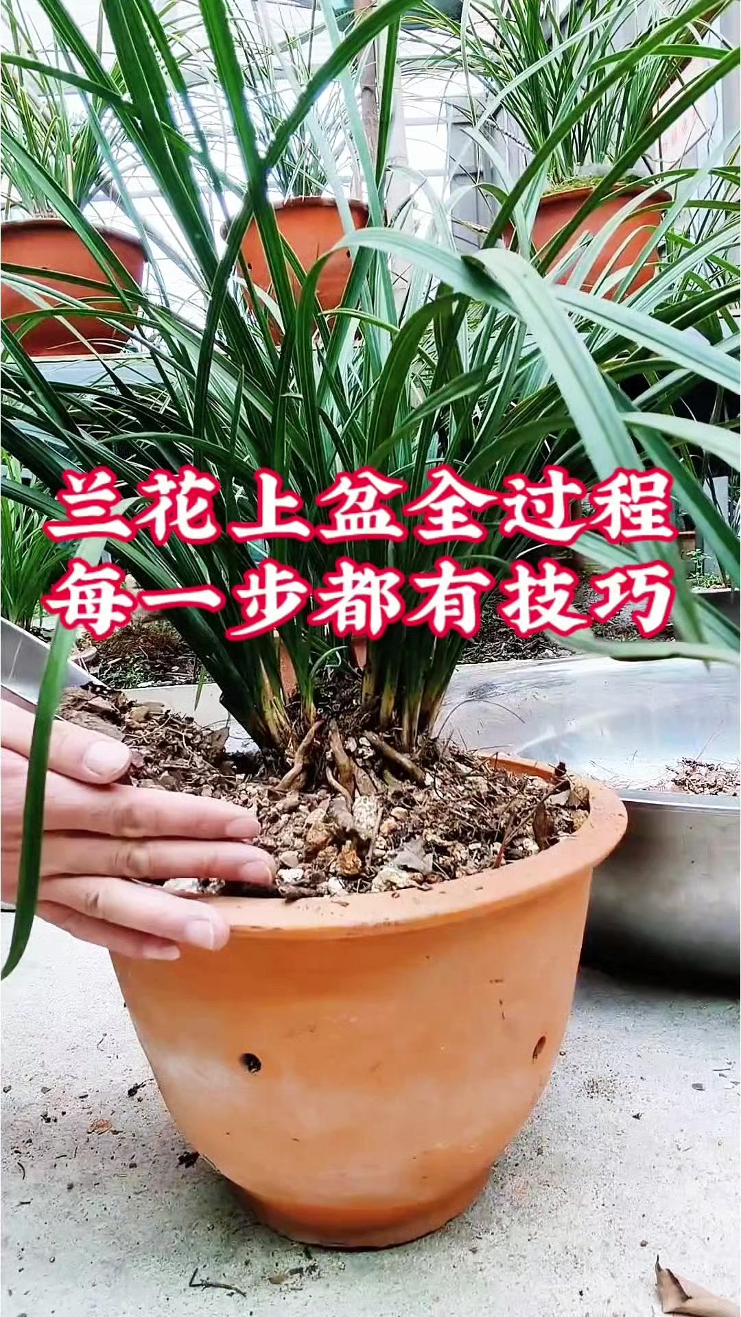 🌿兰花上盆要掌握技巧，每一步都很关键，细节决定成败。换盆前先准备好消毒过的透气
