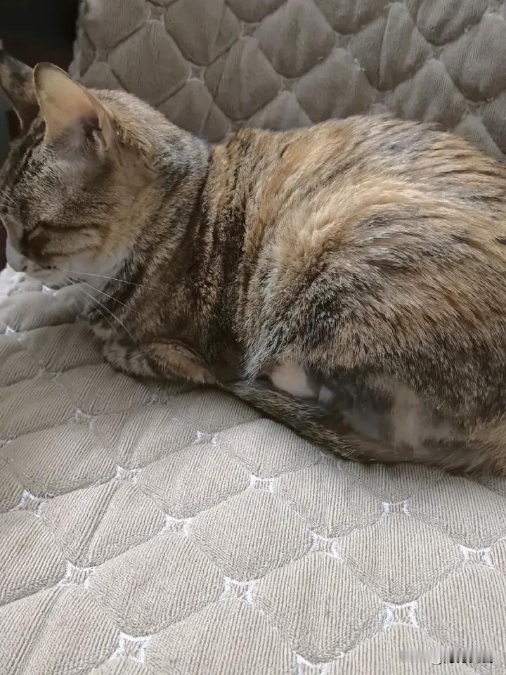 打针第三天，老妇的猫一个口炎已经花了1000多块了。第一天检查，一个B超，一