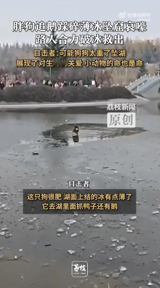 笑不活！陕西一只狗看见湖里有鸭子，直接就扑了过去，结果不慎踩碎薄冰，坠进冰窟，冰