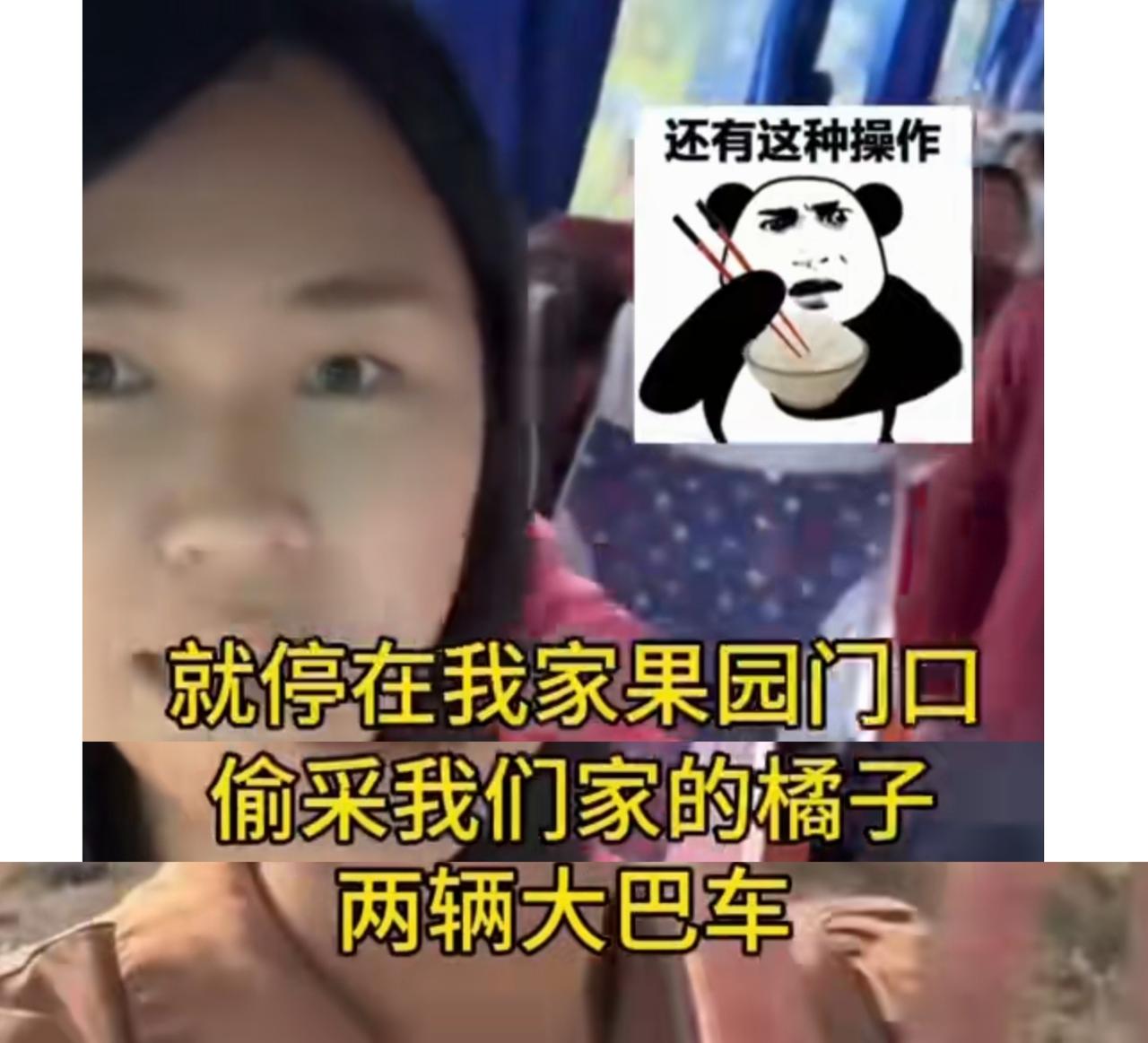 两辆大巴车停在果园门口，大妈们下车偷摘橘子，被果园主人追上车，车上一兜兜的橘子就