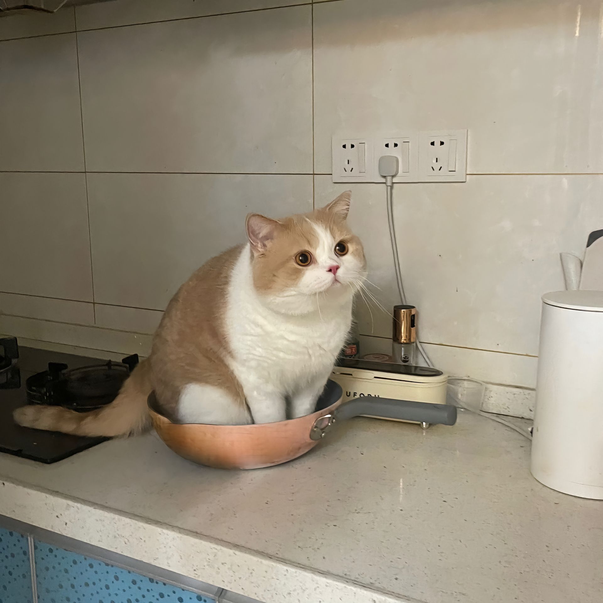 猫之大，铁锅炖不下[捂脸哭]cr：dy/小猪咪蹦子​​​