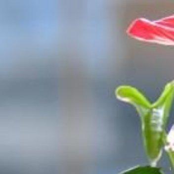 人看得见，心却难看穿；心看穿了，人就该散了；别去猜心，猜中了难过；别去试探，试过