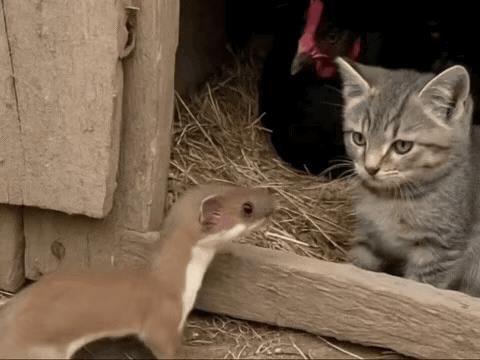 黄大仙，猫大哥你让开莫在这里守着嘛，我已经一天没吃饭了，真的饿得不行了