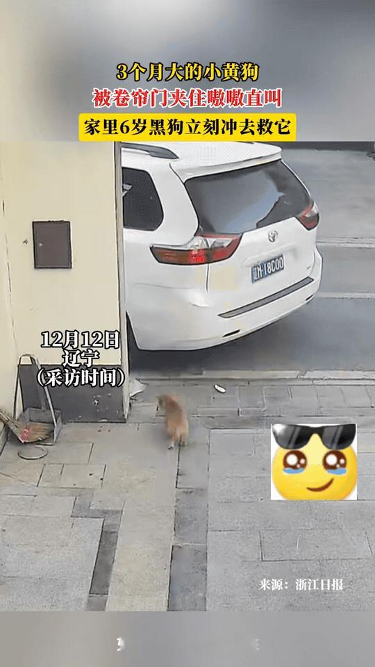 小黄狗被卷帘门夹住，嗷嗷直叫。六岁黑狗一看大事不妙，立刻冲上去救它，真是家里最靠