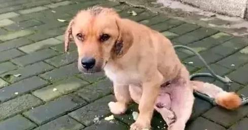 那天晚上，小A在跑步，一条小路，挺安静的，突然看到一只狗，蹲在那里，一直叫，好像