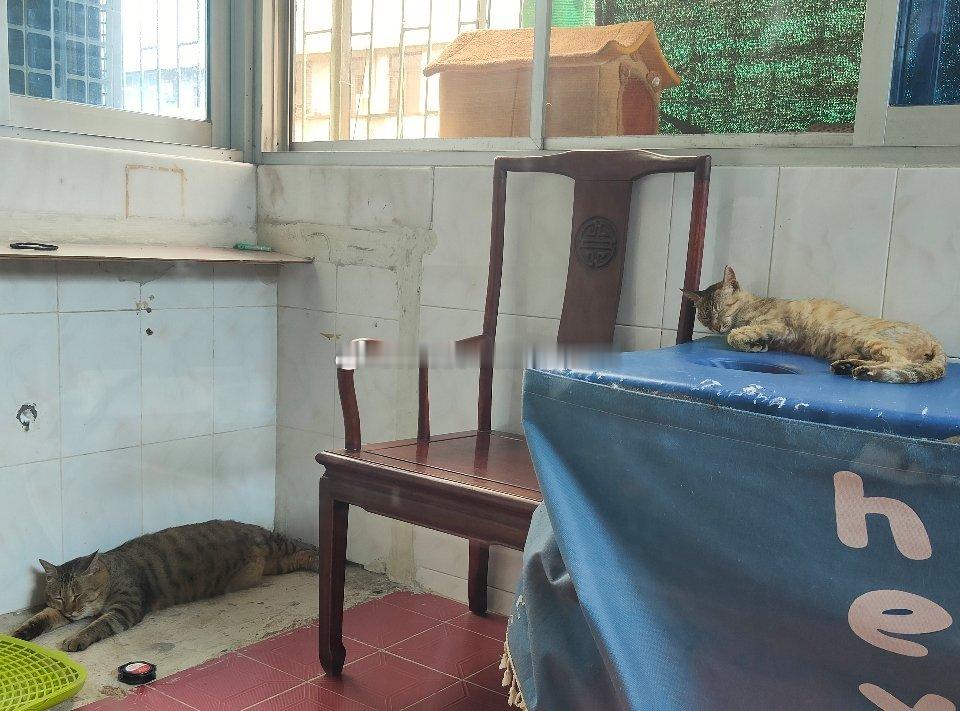 喵星人14岁正宗狸花母猫终于把他接过来养老了这瘦瘦的就是老猫，母猫一只吃不胖地