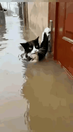 泪目了！暴雨引发洪水，很多房屋被淹，工作人员在紧急救援受困人群。在巡逻的时候看到