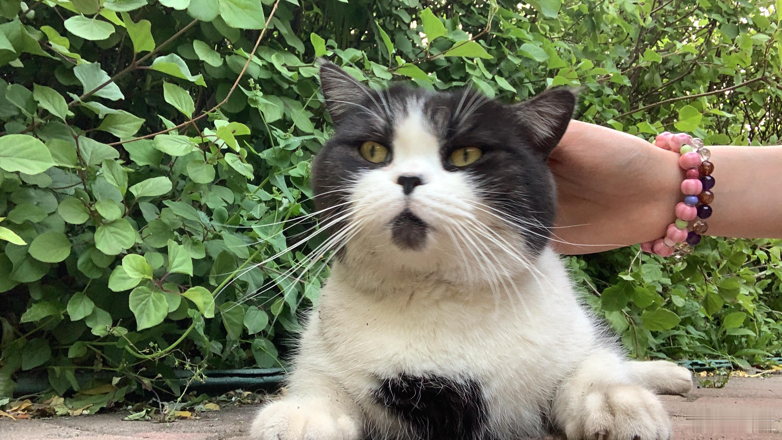 我是一只小猫咪咪咪咪咪咪咪咪​​​