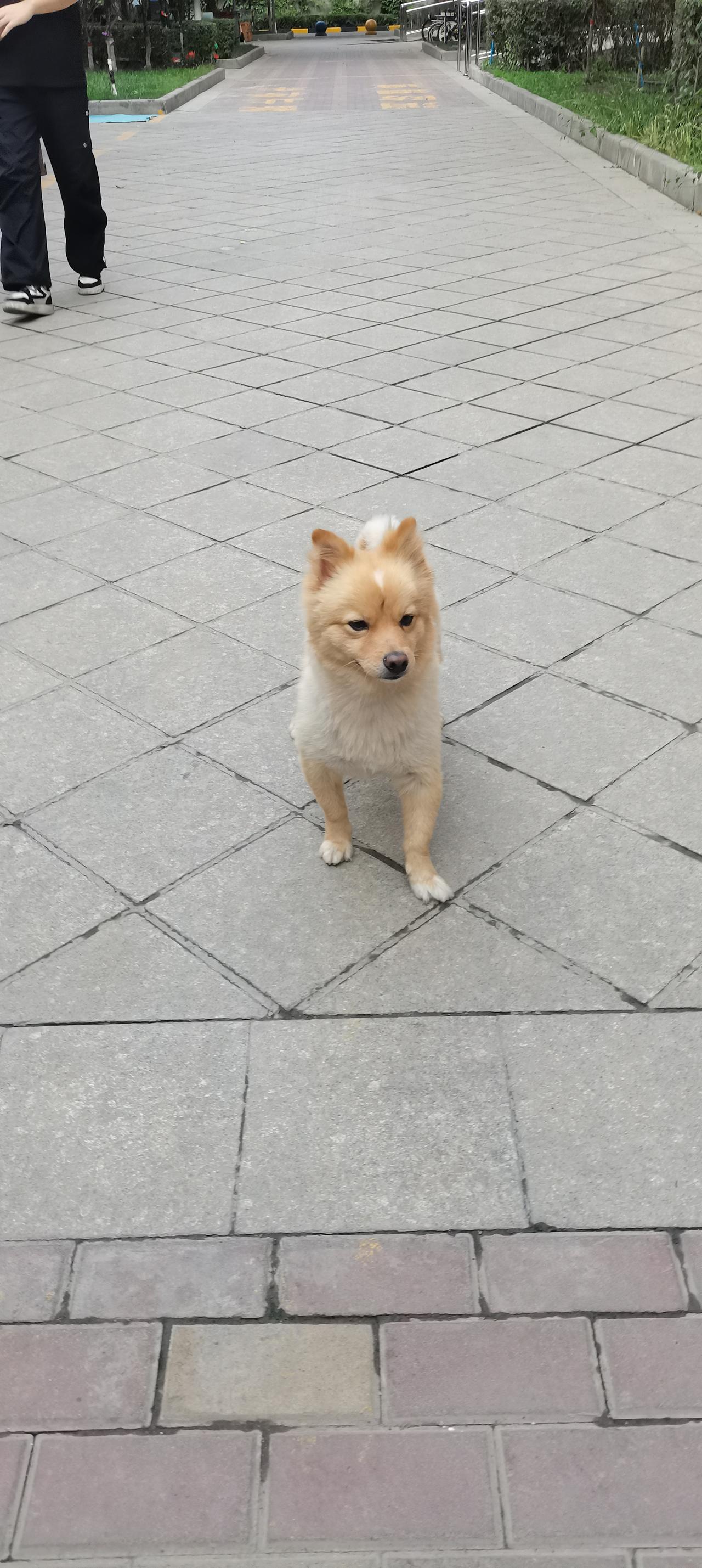 那时候因为《忠犬八公》的原因，来自日本的秋田犬相当流行。我的邻居——那时候还不是