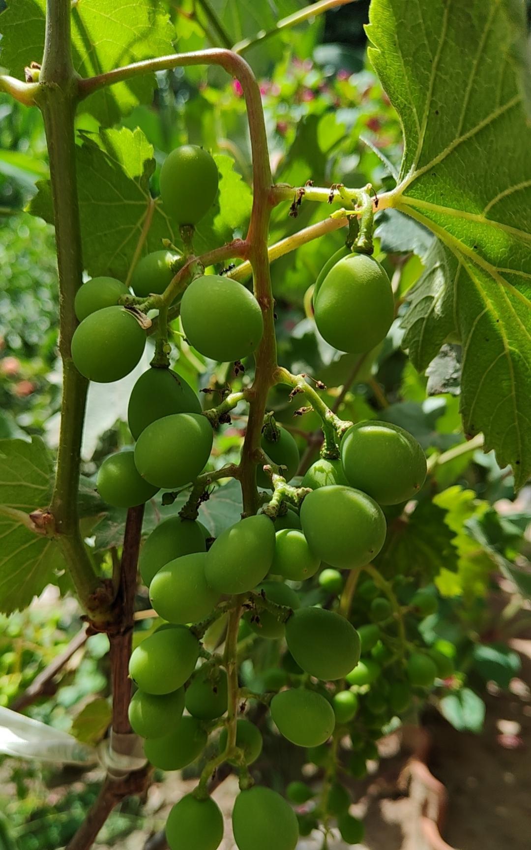 你的婚姻选对了吗？1.一猪一虎：日子流油2.一鸡一狗：天生两口3.一牛一蛇