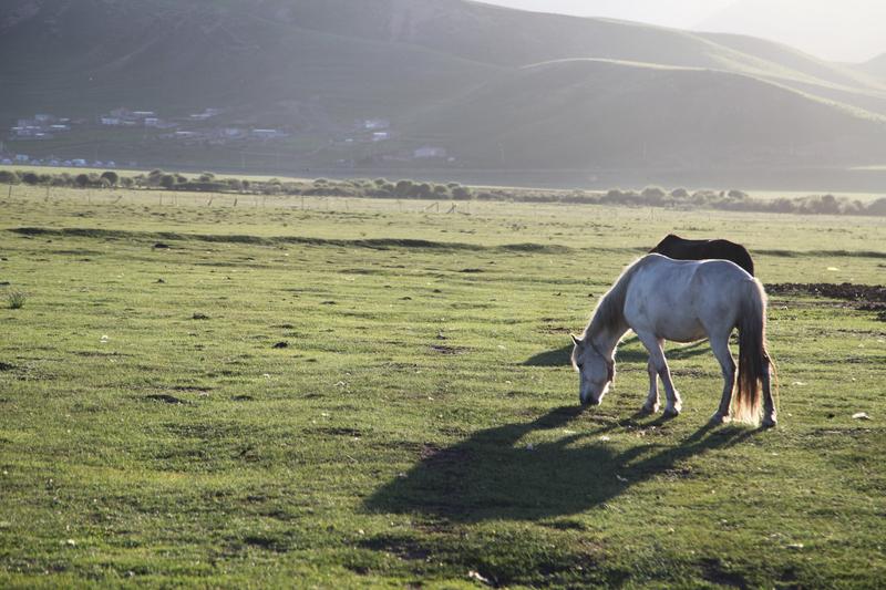名副其实的草原，春天到了，绿油油滴，管理调控的治愈系草原风光草原风光美景