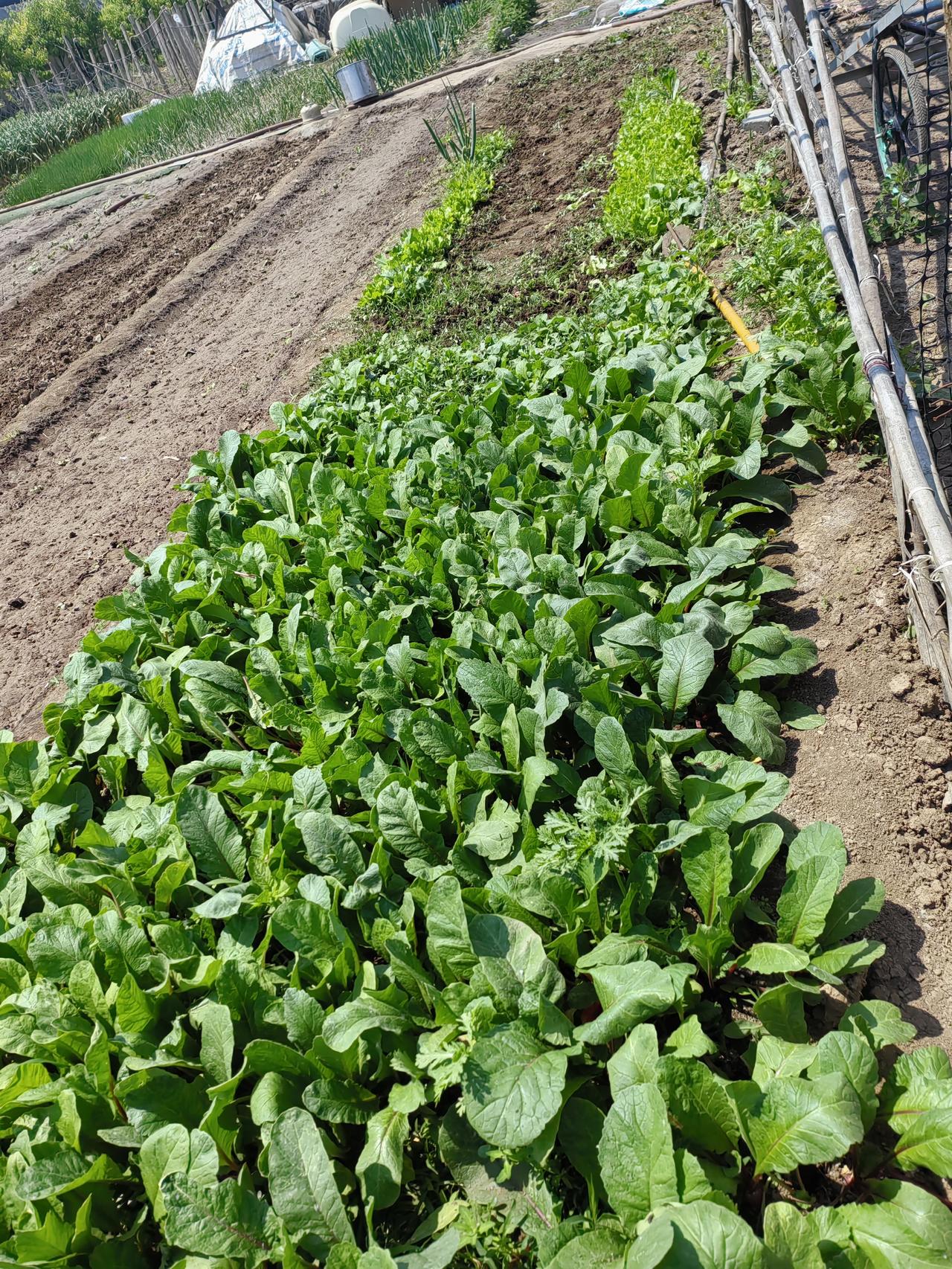 种了三沟糯玉米。镐了半畦野菜，几乎都是马齿苋。拿回家，吃。又拔了一大半水萝卜，一