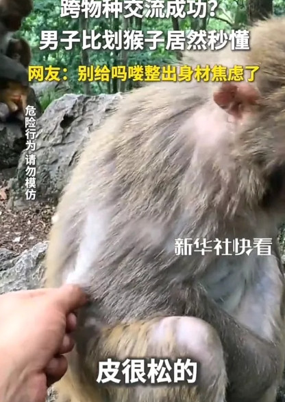 一男子开玩笑的口吻对猴子说“你肚子的皮松了”，谁料猴子居然听懂了